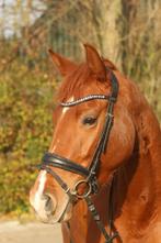 Super leuke 5 jarige merrie v. let’s dance, Merrie, Met stamboom, Dressuurpaard, Zadelmak