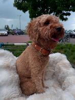 Toypoedel PUPPIES verwacht half augustus, Dieren en Toebehoren, Poedel, 8 tot 15 weken, Meerdere, Meerdere dieren