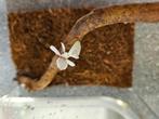 Hymenopus Coronatus Orchidee Bidsprinkhaan, Overige soorten