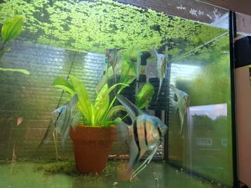 Blauwe maanvissen  beschikbaar voor biedingen