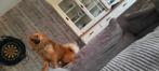 Kruising keeshond met pommeriaan, Dieren en Toebehoren, 1 tot 2 jaar, Eén hond, Nederland, Particulier