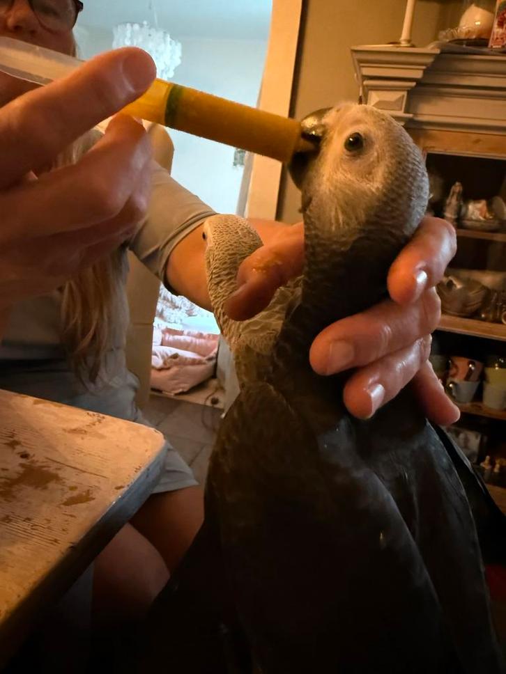 Jonge grijze roodstaart pop tam met dna, Dieren en Toebehoren, Vogels | Overige Vogels, Vrouwelijk, Tam