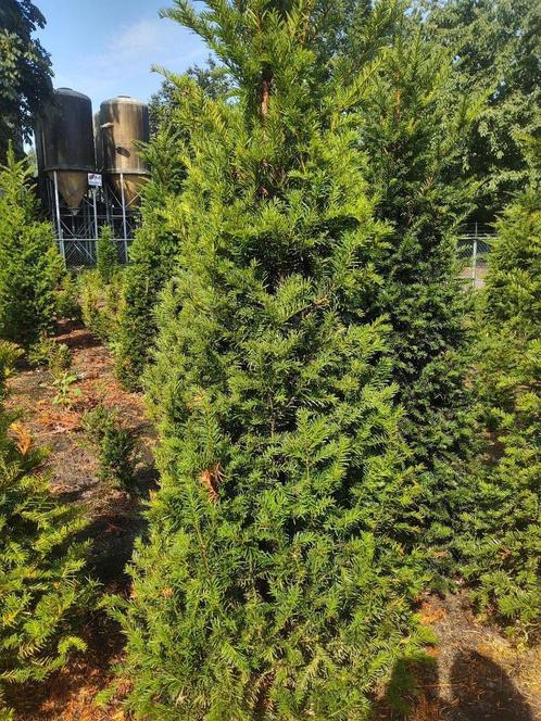 De mooiste volle Taxus Baccata bomen staan in Milheeze., Tuin en Terras, Planten | Bomen, Overige soorten, 100 tot 250 cm, Volle zon