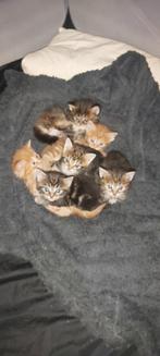 Kittens zeer mooi 2 rode katers 4 mooie dames, Meerdere dieren, Ontwormd, 0 tot 2 jaar