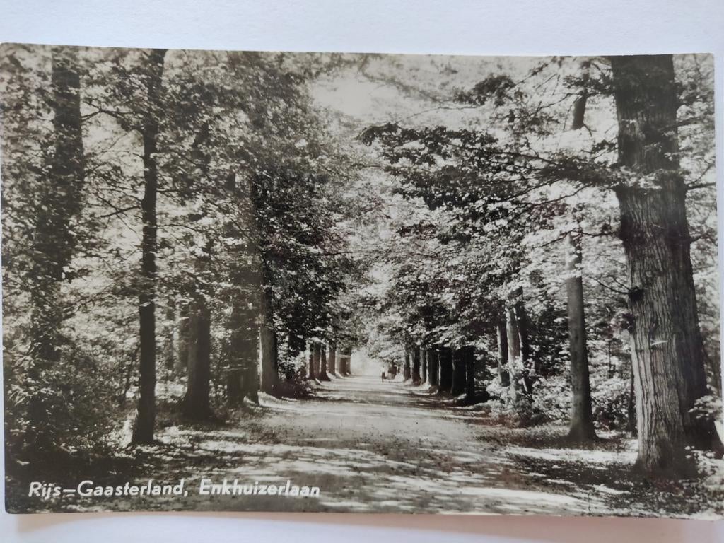 S1211 Rijs Gaasterland, Ophalen of Verzenden, 1920 tot 1940, Noord-Holland