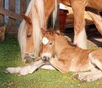 Schitterend Tinker merrie veulen., 0 tot 2 jaar, Onbeleerd, Recreatiepony, D pony (1.37m tot 1.48m)