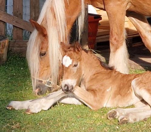 Schitterend Tinker merrie veulen., Dieren en Toebehoren, Pony's, Merrie, Onbeleerd, D pony (1.37m tot 1.48m), Recreatiepony, 0 tot 2 jaar