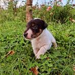 Smooth foxterrier pup ( gladhaar) met stamboom, Dieren en Toebehoren, Eén hond, Nederland, Fokker | Hobbymatig, Reu
