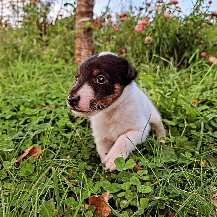Smooth foxterrier pup ( gladhaar) met stamboom, Dieren en Toebehoren, Honden | Jack Russells en Terriërs, Reu, Overige rassen