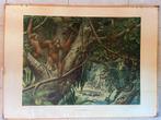 Schoolplaat Op Borneo/Aan de rand der Kalahari, Ophalen, Geschiedenis