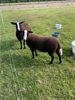 Zwartbles ooi- en ramlammeren, Vrouwelijk, Schaap
