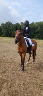 Brave D pony, Ruin, M, Gechipt, 11 jaar of ouder