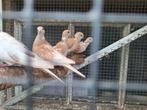 Tortelduiven, Dieren en Toebehoren, Vogels | Duiven, Meerdere dieren