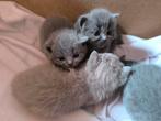 Raszuivere Britse Korthaar kittens, Dieren en Toebehoren, Katten en Kittens | Raskatten | Korthaar, Poes, Ontwormd, 0 tot 2 jaar
