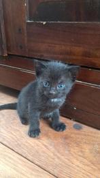 Kittens, Dieren en Toebehoren, Katten en Kittens | Overige Katten