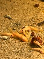 Algeneter Ancistrus Albino blue-eye, Dieren en Toebehoren, Vissen | Aquariumvissen, Vis, Zoetwatervis