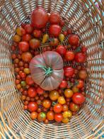 Zeldzame Tomatenzaden - Eigen Kweek, Tuin en Terras, Bloembollen en Zaden, Ophalen of Verzenden, Volle zon, Zaad