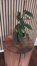 Stippen Begonia, Ophalen, Halfschaduw, Minder dan 100 cm