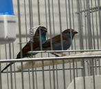 Te Koop Diverse Tropen, Meerdere dieren, Tropenvogel