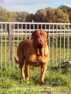 Bordeauxdog Bordeaux dog dekreu hd/ed getest MOMENTEEL PUPS!, Meerdere, 3 tot 5 jaar, Fokker | Professioneel, Reu