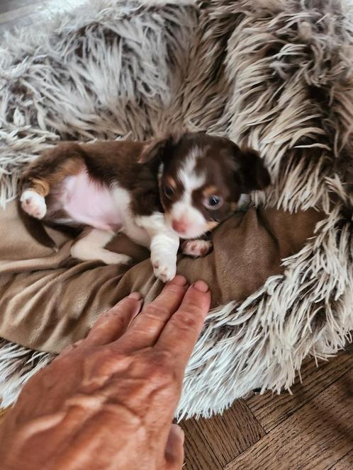 Chihuahua puppy, langharig,tricolor,reutje, Dieren en Toebehoren, Honden | Chihuahua's en Gezelschapshonden, Meerdere dieren, Chihuahua