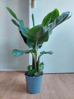 Musa Dwarf Cavendish - Bananenplant H: 82 cm., Ophalen, Overige soorten, Halfschaduw, Minder dan 100 cm