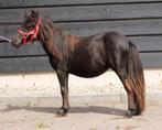 Te koop shetlander merrie en shetlander x welsh merrie zwart, Dieren en Toebehoren, Merrie