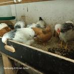 Wyandotte hanen., Dieren en Toebehoren, Pluimvee, Mannelijk, Kip