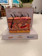 Anatomisch huid model, Ophalen, Beta, Nieuw, HBO