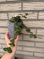 Hoya pakket (16 verschillende stekken), Huis en Inrichting, Verzenden, Halfschaduw, Minder dan 100 cm