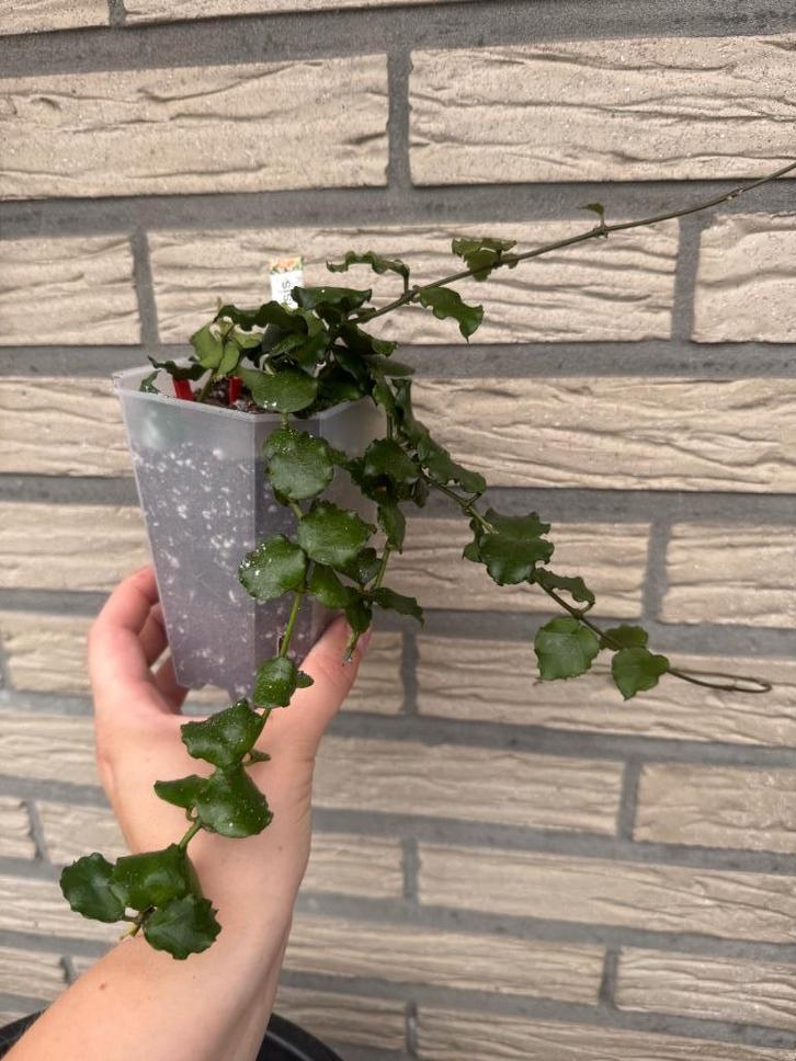 Hoya pakket (16 verschillende stekken), Huis en Inrichting, Kamerplanten, Minder dan 100 cm, Halfschaduw, Verzenden