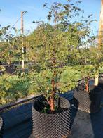 Acer griseum/ papieresdoorn, Ophalen, Overige soorten