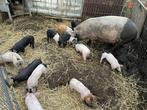 Husumer x bonte bentheimer biggen nog 6 stuks, Dieren en Toebehoren, Meerdere dieren, Varken, 0 tot 2 jaar