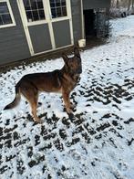 Herdershond, Dieren en Toebehoren, Maart, Mannelijk