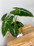 Alocasia Frydek Green on Green Variegated #2, Ophalen of Verzenden, Overige soorten, Minder dan 100 cm