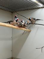 Spitsstaart Amadine, Dieren en Toebehoren, Meerdere dieren, Tropenvogel, Geringd
