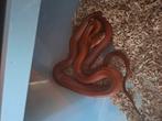 Trio rattenslangen koop of ruil, Dieren en Toebehoren, Reptielen en Amfibieën, Slang