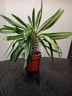 Pachypodium lamerei - Madagaskar Palm, Huis en Inrichting, Kamerplanten, Ophalen, Halfschaduw, Minder dan 100 cm