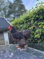 Chocolade cochin haan, Dieren en Toebehoren, Pluimvee, Mannelijk, Kip