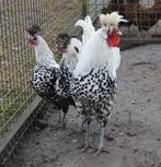 Haantjes Appenzeller spitskuifhoenen, Dieren en Toebehoren, Mannelijk, Kip