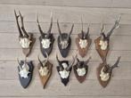 10 mooie ree geweien samen € 80 jacht mancave c30, Ophalen of Verzenden, Hert, Gewei of Kop