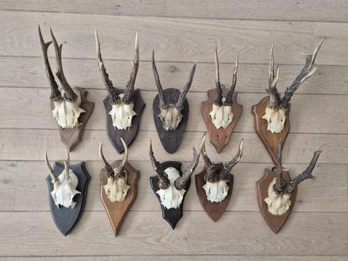 10 mooie ree geweien samen € 80 jacht mancave c30, Verzamelen, Dierenverzamelingen, Gewei of Kop, Hert, Ophalen of Verzenden