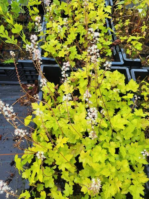 Tiarella Oakleaf - schuimbloem, Tuin en Terras, Planten | Tuinplanten, Vaste plant, Overige soorten, Halfschaduw, Zomer, Ophalen