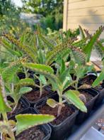 Plantenstekjes "Mother of Thousands", gratis afhalen, Huis en Inrichting, Ophalen, Vetplant, Halfschaduw, Minder dan 100 cm