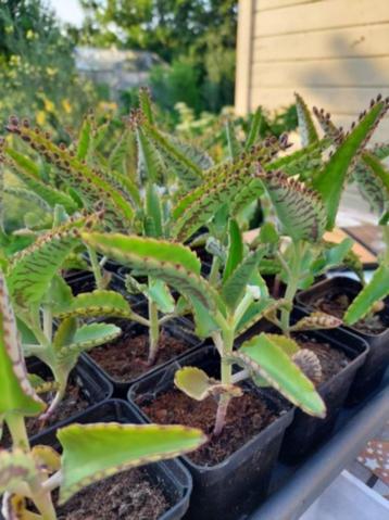 Plantenstekjes "Mother of Thousands", gratis afhalen beschikbaar voor biedingen