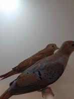 2-2 Blauwe grondduiven, Dieren en Toebehoren, Vogels | Overige Vogels, Meerdere dieren, Tropenvogel, Geringd