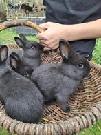 Jonge, blauw/zwarte konijnen te koop, Dieren en Toebehoren, Meerdere dieren, Middelgroot, 0 tot 2 jaar