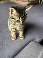 Kittens zoeken een nieuw huisje, Dieren en Toebehoren, Katten en Kittens | Raskatten | Korthaar, Meerdere dieren, Ontwormd, 0 tot 2 jaar