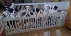 Australian sheperd x Bordercollie/Friese Stabij puppies., Parvo, 8 tot 15 weken, Collie, Meerdere