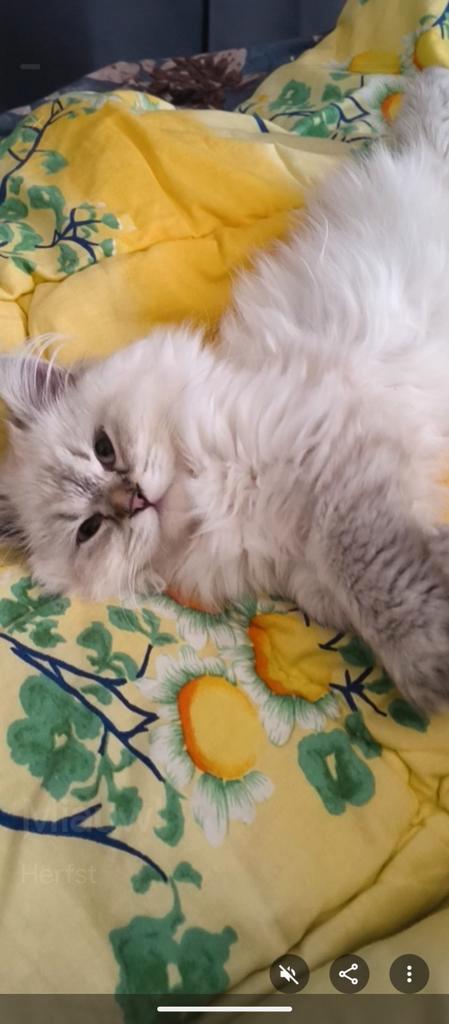 Ragdoll kitten Lilac point zeer bijzonder, Dieren en Toebehoren, Katten en Kittens | Raskatten | Langhaar, Kater, 0 tot 2 jaar
